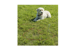 ProPlus 361857 Palo per legare il cane con cavo in acciaio da 4,5 m